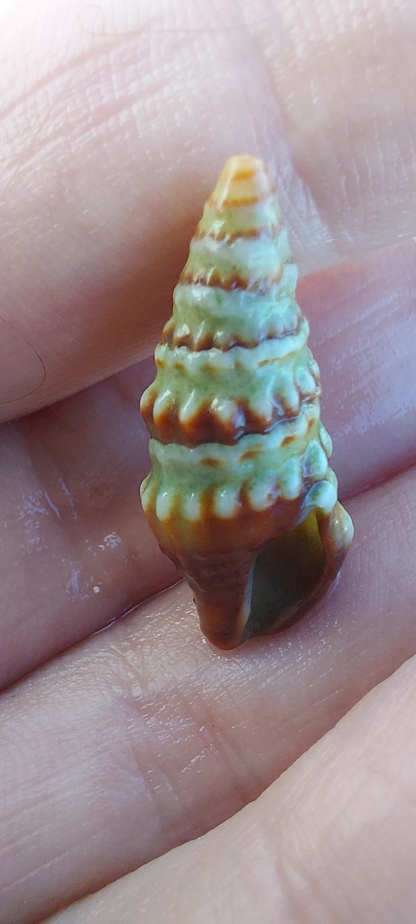 Crassispira cubana