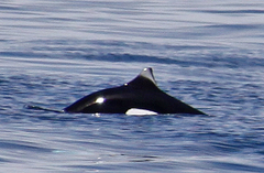 Phocoenoides dalli