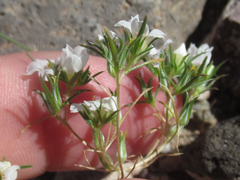 Linanthus demissus