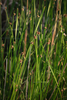 American Three-square Bulrush - Photo (c) Prairie Guy, some rights reserved (CC BY-NC), uploaded by Prairie Guy