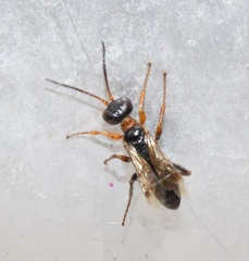 Diploplectron