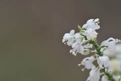 Polygonella americana