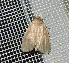 Archanara dissoluta