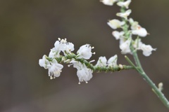 Polygonella americana