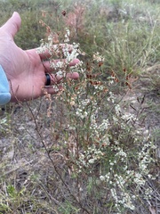 Polygonella americana