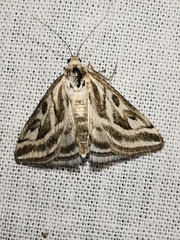 Loxostege aeruginalis