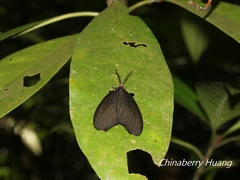 Histia flabellicornis
