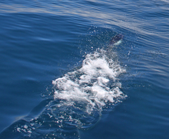 Phocoenoides dalli