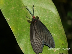 Histia flabellicornis