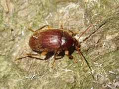 Allecula simiola