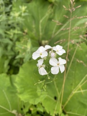 Hesperis matronalis candida