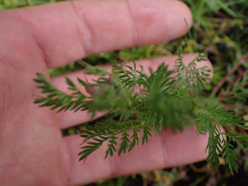Image of Sanguisorba occidentalis by no rights reserved