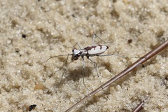 Ellipsoptera gratiosa