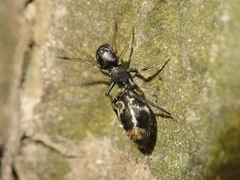 Myrmarachne japonica