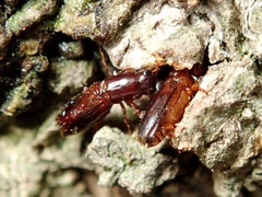 Platypus quercivorus