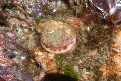 Chlamys