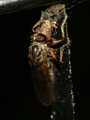 Ommatius floridensis