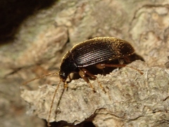 Borboresthes cruralis