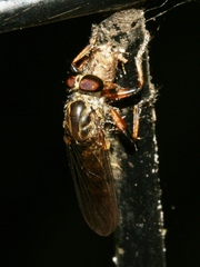 Ommatius floridensis