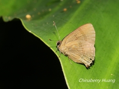 Rapala varuna formosana