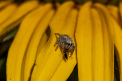 Habronattus hirsutus