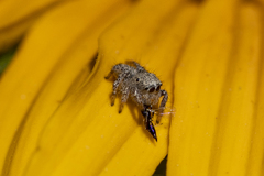 Habronattus hirsutus