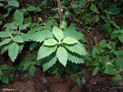 Jovellana punctata