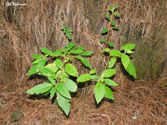Jovellana punctata