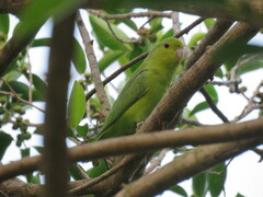 Forpus xanthopterygius