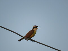 Pitangus sulphuratus