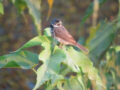 Sporophila caerulescens