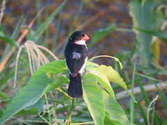 Sporophila leucoptera