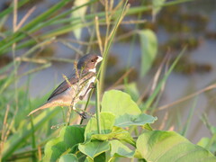 Sporophila caerulescens