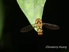 Episyrphus arcifer