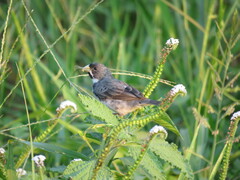 Sporophila caerulescens