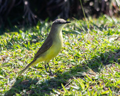 Machetornis rixosa