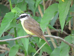 Pitangus sulphuratus