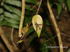Monoceromyia similis