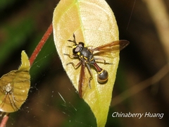 Monoceromyia similis