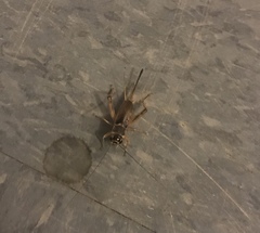 Gryllus personatus