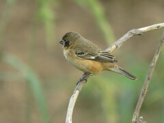 Sporophila ruficollis