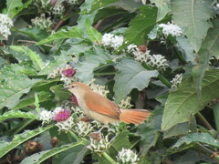 Certhiaxis cinnamomeus