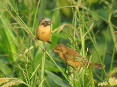 Sporophila ruficollis