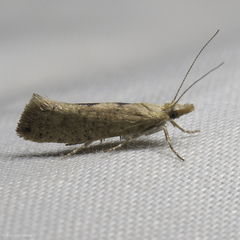 Ypsolopha