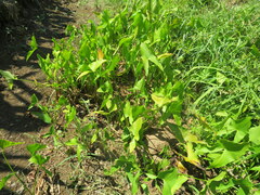 Sagittaria australis