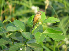 Sporophila ruficollis
