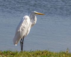 Ardea alba