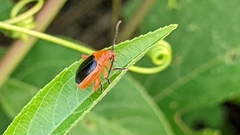 Disonycha discoidea
