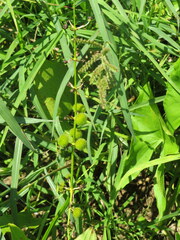 Sagittaria australis