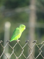 Forpus xanthopterygius